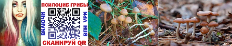 Псилоцибиновые грибы GOLDEN TEACHER Зеленоградск